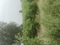 Agricultural Land for Sale in NH 8, Dharuhera