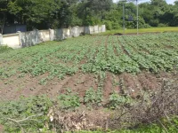 Agricultural Land for Sale in Bardoli, Surat
