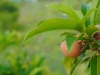  Agricultural Land for Sale in Siruganur, Tiruchirappalli