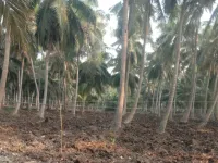  Agricultural Land for Sale in Amalapuram, East Godavari