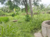  Agricultural Land for Sale in Draksharamam, East Godavari