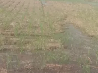  Agricultural Land for Sale in Mullana, Ambala