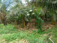  Agricultural Land for Sale in Krishnarajanagar, Mysore