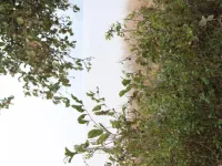  Agricultural Land for Sale in Kattappana, Idukki