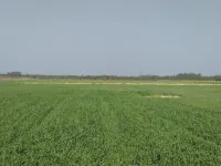  Agricultural Land for Sale in Sandila, Hardoi