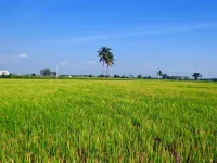  Agricultural Land for Sale in Jaggampeta, Kakinada