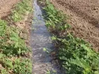Agricultural Land for Sale in Abdasa, Kutch