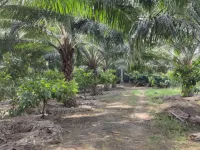  Agricultural Land for Sale in Jangareddygudem, West Godavari