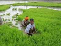  Agricultural Land for Sale in Khambhat, Anand