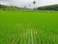  Agricultural Land for Sale in Gannavaram, Vijayawada