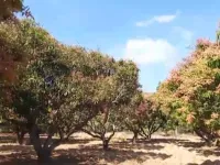  Agricultural Land for Sale in Srinivaspur, Kolar