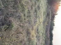  Residential Plot for Sale in Shamshabad, Hyderabad