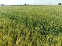  Agricultural Land for Sale in Ujjain Road, Indore