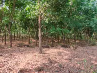  Agricultural Land for Sale in Kundapura, Udupi