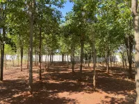  Agricultural Land for Sale in Pattukkottai, Thanjavur