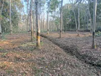 Agricultural Land for Sale in Manavalakurichi, Kanyakumari