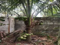  Residential Plot for Sale in Thrippunithura, Ernakulam