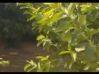  Agricultural Land for Sale in Vandavasi, Tiruvannamalai