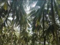  Agricultural Land for Sale in Kovilapalayam, Coimbatore