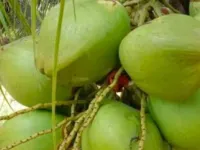  Agricultural Land for Sale in Pollachi, Coimbatore