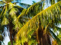  Agricultural Land for Sale in Thondamuthur, Coimbatore