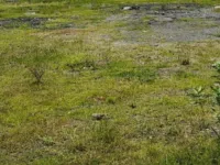  Commercial Land for Sale in Kilpauk, Chennai