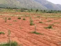  Residential Plot for Sale in Addanki, Prakasam