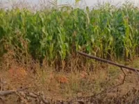  Agricultural Land for Sale in Dhone, Kurnool