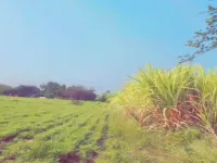  Agricultural Land for Sale in Ausa, Latur