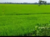  Agricultural Land for Sale in Mandapeta, East Godavari