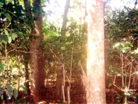  Residential Plot for Sale in Pannaikadu, Kodaikanal