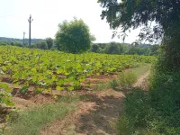  Agricultural Land for Sale in Himatnagar, Sabarkantha