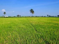  Agricultural Land for Sale in Chikhli, Navsari