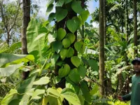 1 BHK Farm House for Sale in Kumta, Uttara Kannada