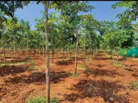  Agricultural Land for Sale in Patamata, Vijayawada
