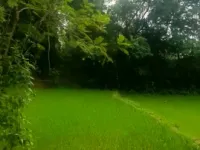 3 BHK Farm House for Sale in Ormanjhi, Ranchi