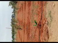  Agricultural Land for Sale in Madurantakam, Chennai