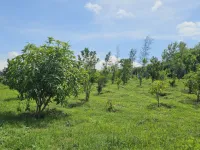Agricultural Land for Sale in Anaikatti, Coimbatore