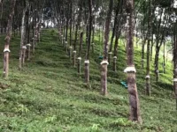  Agricultural Land for Sale in Iritty, Kannur