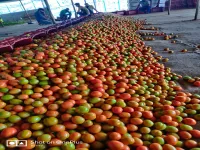  Agricultural Land for Sale in Girnare, Nashik