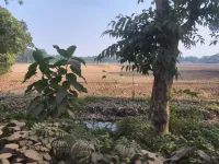  Agricultural Land for Sale in Nutan Para, Jalpaiguri