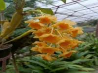  Residential Plot for Sale in Kurunthancode, Kanyakumari