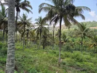 Agricultural Land for Sale in Udumalai/udumalpet, Coimbatore