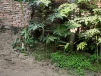  Residential Plot for Sale in Siwan Road