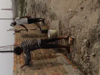  Residential Plot for Sale in Giriyak, Nalanda