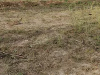  Agricultural Land for Sale in Lalgudi, Tiruchirappalli