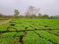 Agricultural Land for Sale in Mainaguri, Jalpaiguri