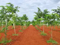  Agricultural Land for Sale in Madurantakam, Chennai