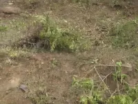 Agricultural Land for Sale in Gajiyawala, Dehradun