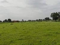 Agricultural Land for Sale in Khandwa Road, Indore